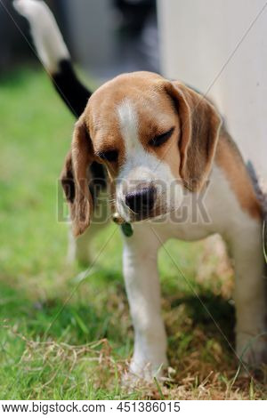 Close-up Of Dog Peeing. Beagle Dog Peeing On The Wall. Dog Peeing In The Park. Urinating.