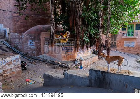 Jodhpur, Rajasthan, India - October 21st, 2019 : Orange Colour Old Hindu Mandir Covered By Roots Of 