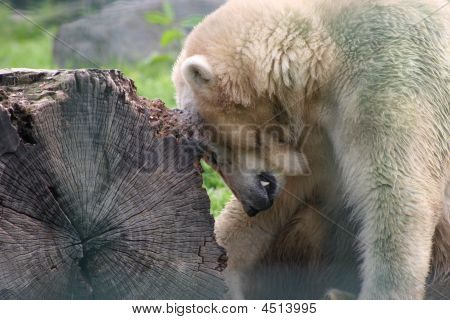 niedźwiedź polarny