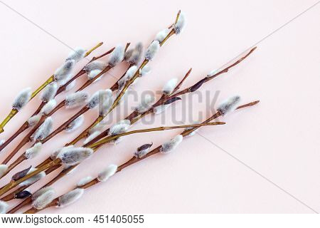 Fresh Sprigs Of Blooming Willow With Fluffy Buds, A Symbol Of The Great Holiday Of Palm Sunday. Pink