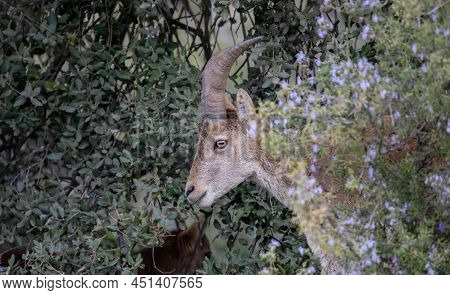 Beautiful Ibex Is About The Typical Fauna Of Europe, It Is The Typical Mountain Goat With Beautiful