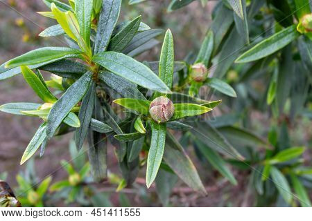 Cistus Ladanifer Bud And Leaves