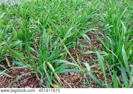 Barley Plants In The Tillering Stage.
