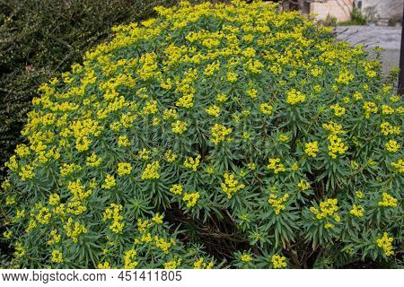 Euphorbia Dendroides Or Tree Spurge Plant With Yellow Flowers.