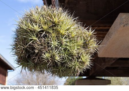 Tillandsia Bergeri Air Plant In The Sunny Garden