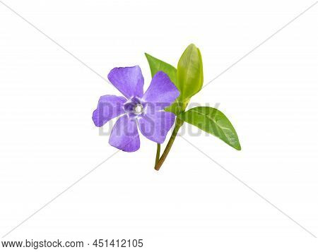 Spinach Plants At The Plantation. Leafy Green Vegetable.spinacia Oleracea.