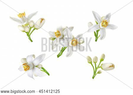Spinach Plants At The Plantation. Leafy Green Vegetable.spinacia Oleracea.