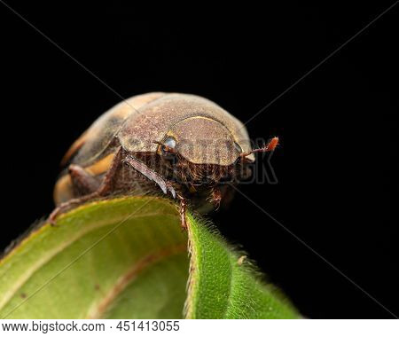 Nature Wildlife Macro Image Of Cockchafers ( Exopholis Hypoleuca) On Green Leaves