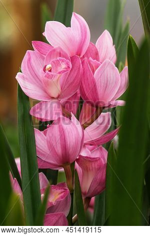 Beautiful Blooming Cymbidium Orchid In A Greenhouse (lat.- Cymbidium)