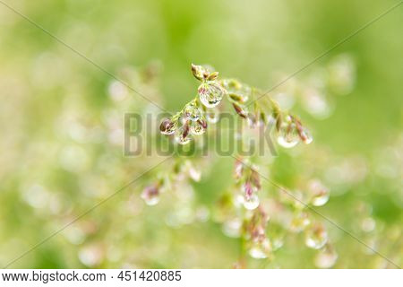 Large Drops Of Abundant Dew Or Rain On The Seed Panicles Of Bluegrass Meadow, Selective Focus