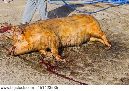 PAREDES DE COURA, PORTUGAL - MARCH 07, 2022: Butcher killed pig for old traditional ceremony in the north of Portugal