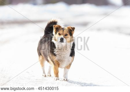 A Cute Dog Is Sitting In The Cold Snow And Looking At The Camera With Clever Loki. Homeless Hungry D