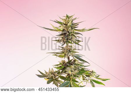 Cannabis Medicinal Plant On A Light Beige Pink Background. Flowering Cannabis Marijuana Hemp At New 