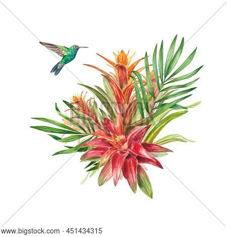 A Tropical Bromeliad Plant With Red Leaves And A Hummingbird, Painted In Watercolor. The Illustratio