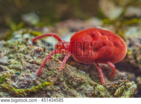 Velvet Mite - Trombidium Holosericeum Walking On A Tree