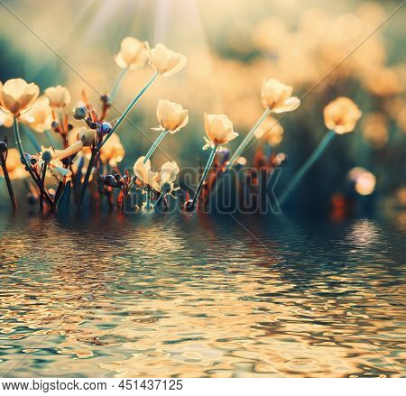 Field flower on sunlight and blurred nature background near the riple water 