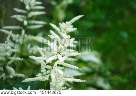 Astilbe Flowers Growing In A Garden. White Astilba On A Green Background. Summer Flower Garden