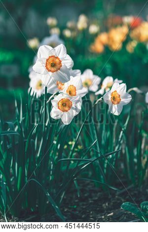 Narcissus Flowers Close Up. Floral Spring Background. Blooming Daffodils In The Field. White Flowers