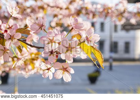 Cherry Tree Blooming In Spring, Tammisaari, Finland