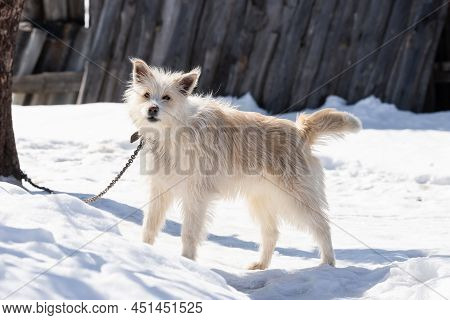 A Cute Dog Is Sitting In The Cold Snow And Looking At The Camera With Clever Loki. Homeless Hungry D