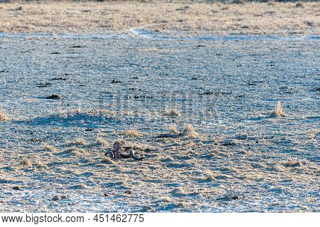 A Horn Of A Cadaver Laying In The Sands Of Etosha National Park, Namibia