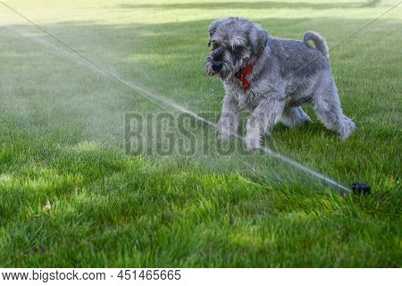 Wet Happy Pet Schnauzer Dog Puppy Playing With Water, Drinking From Sprinkler In A Hot Summer Day