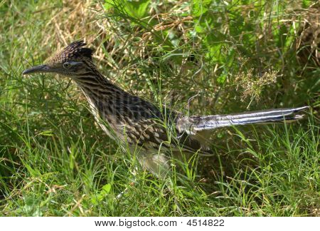 Arizona Road Runner durchquert das Gras.