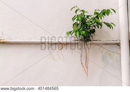 The Small Banyan Tree Thrives In The Cracks In The Walls And Uses The Waterways To Get A Foothold In