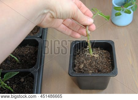 Propagation Of Plants By Cuttings. Balsam Walterra. Impatiens. Roots. Rooting. Seedlings.