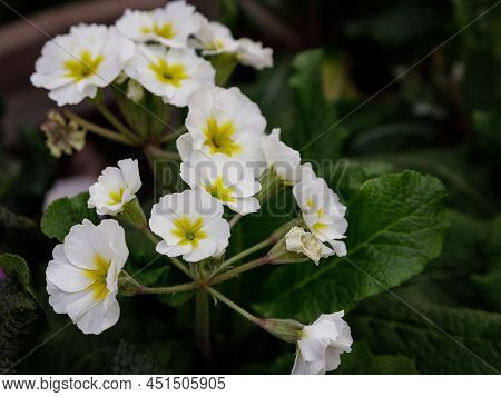 Perennial Primrose Or Primula In The Spring Garden. Spring Primroses Flowers, Primula Polyanthus. Pr
