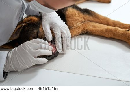 Side View Of Medical Proffesional In Protective Gloves Opening Mouth Pedigreed Dog Lying On White Ta