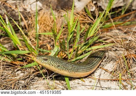 Eastern Glass Lizard Hiding In Grass - Ophisaurus Ventralis