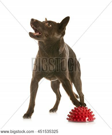 Australian Kelpie In Front Of White Background