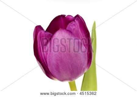 Tulipano