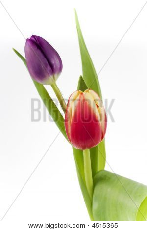 Tulipano