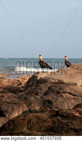 Carcara Bird In Salvador