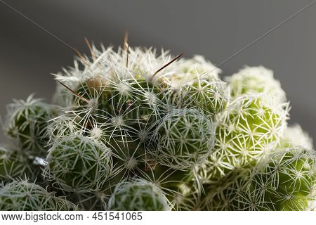 Selective Focus On Houseplant White Mammillaria Vetula In Sunlight.flower With Textural Spiny Leaves