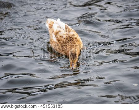 Yellow Colored Mallard Female Duck Swims In The Pond. Animal Polymorphism