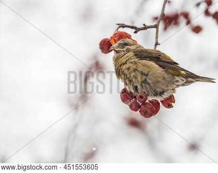 Red Crossbill Female Sitting On The Tree Branch And Eats Wild Apple Berries. Crossbill Bird Eats Ber