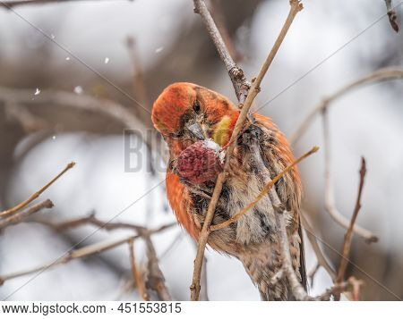 Red Crossbill Male Sitting On The Tree Branch And Eats Wild Apple Berries. Crossbill Bird Eats Berri