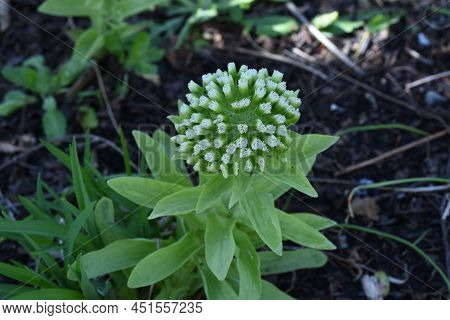 Butterbur Scape. A Dioecious Perennial Plant Of The Asteraceae Family Native To Japan. Spring Wild B