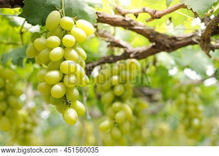 Close-up Photo Of Green Grapes. Organic Vineyard Farming Concept. Golden Yellow Green Grapes, Sweet 