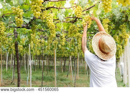 Close-up Photo Of Green Grapes. Workers Use Scissors To Cut A Bunch Of Fresh Green Grapes From The T