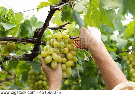 Close-up Photo Of Green Grapes. Workers Use Scissors To Cut A Bunch Of Fresh Green Grapes From The T