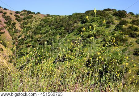 Lush Hills Covered With Chaparral Plants And Mustard Wildflowers During Spring On Rural Badlands Tak