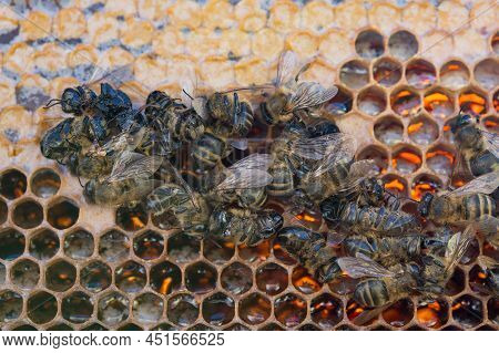 Dead Bees Showing Many Details Of Body