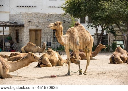 View Of Camels At The Camel Market At Souq Waqif In Doha, Qatar
