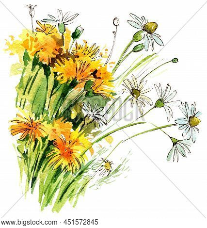 Bouquet Of Wild Field Flowers, Chamomile, Dandelion. Watercolor Illustration. Hand Draw Sketch