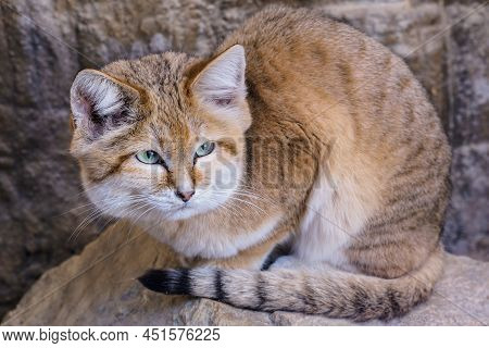 Sand Cat Lying On Rock, Felis Margarita