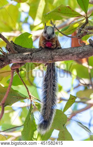 Variegated Squirrel (sciurus Variegatoides) Feeding On Tree Near Playa Del Coco. Costa Rica Wildlife